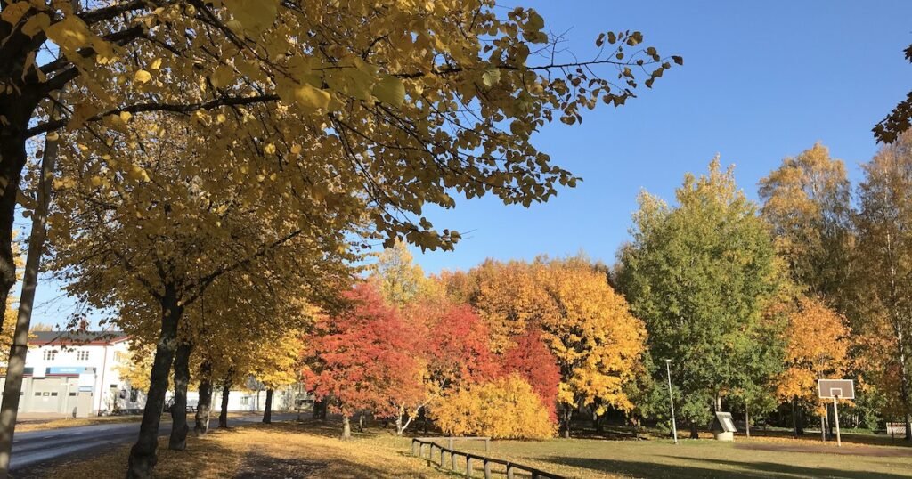 フィンランドの秋の紅葉