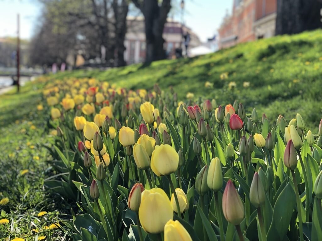 フィンランドのトゥルクの春の綺麗な花